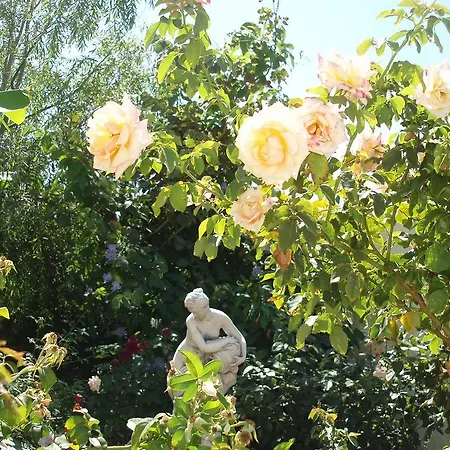 Mi Jardin