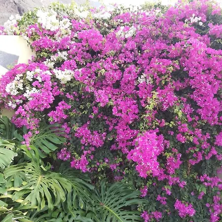 Mi Jardin Hébergement de vacances Frontera